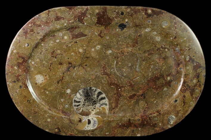 Fossil Orthoceras & Goniatite Oval Plate - Stoneware #133580